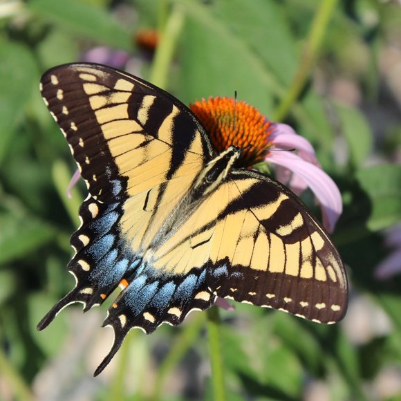 Meet your Posher, Jyl - Picture 1 of 1